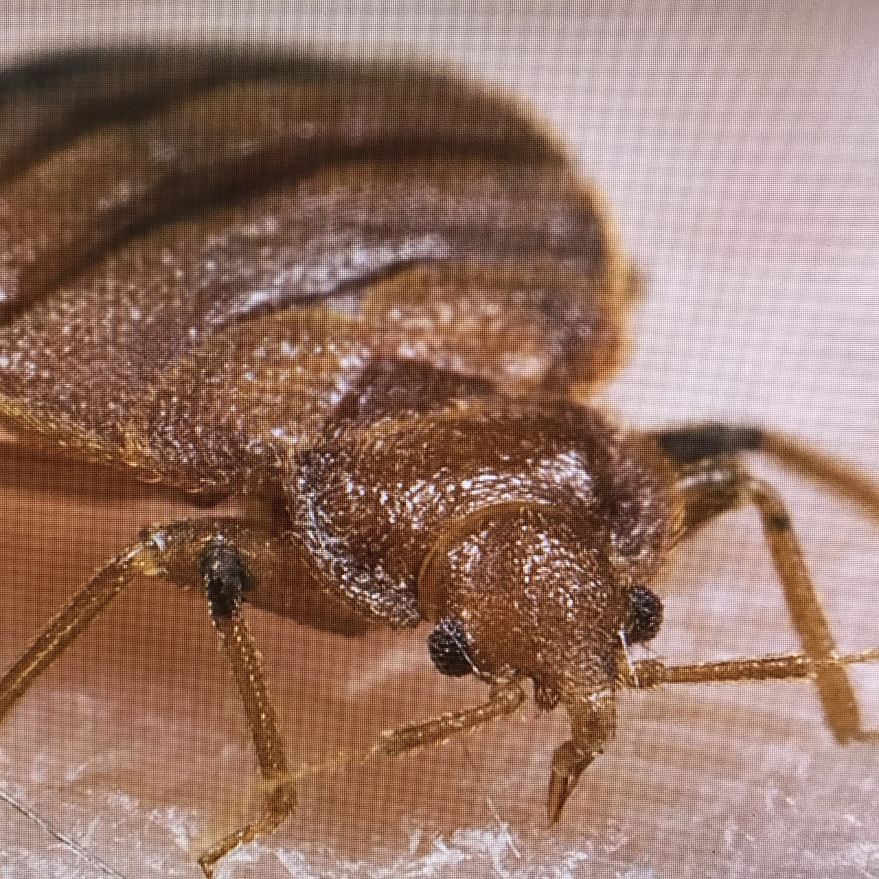 TN Exterminators Pest Control | Specializing In Commercial Bed Bug And ...